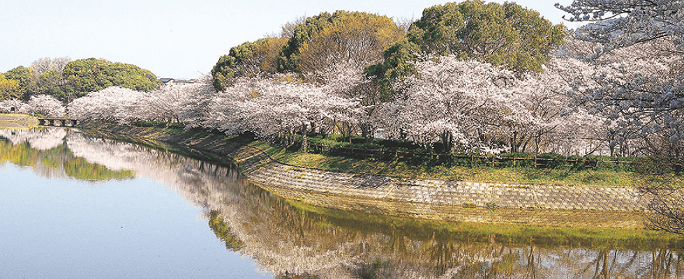 立岡公園の桜
